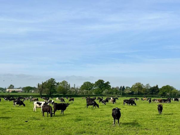 WSH urges foodservice sector to commit to higher welfare milk